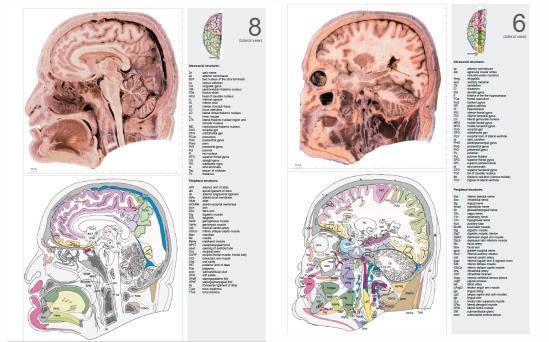 Atlas of the human brain 6 & 8